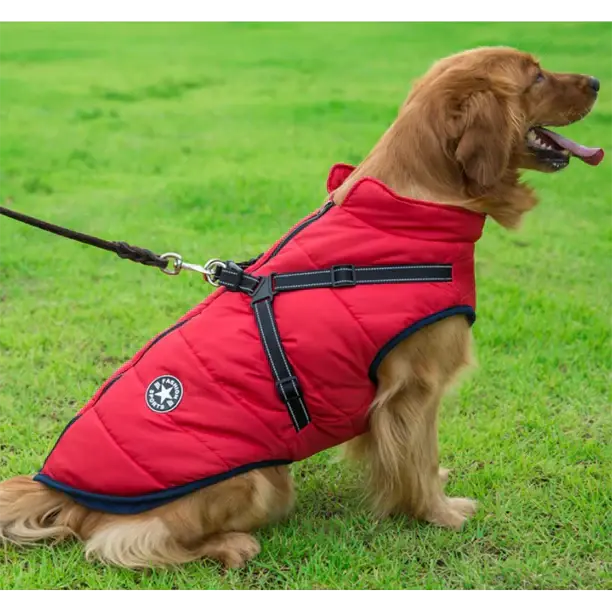 Perro disfrutando del aire libre con su chaqueta de invierno cálida y cómoda