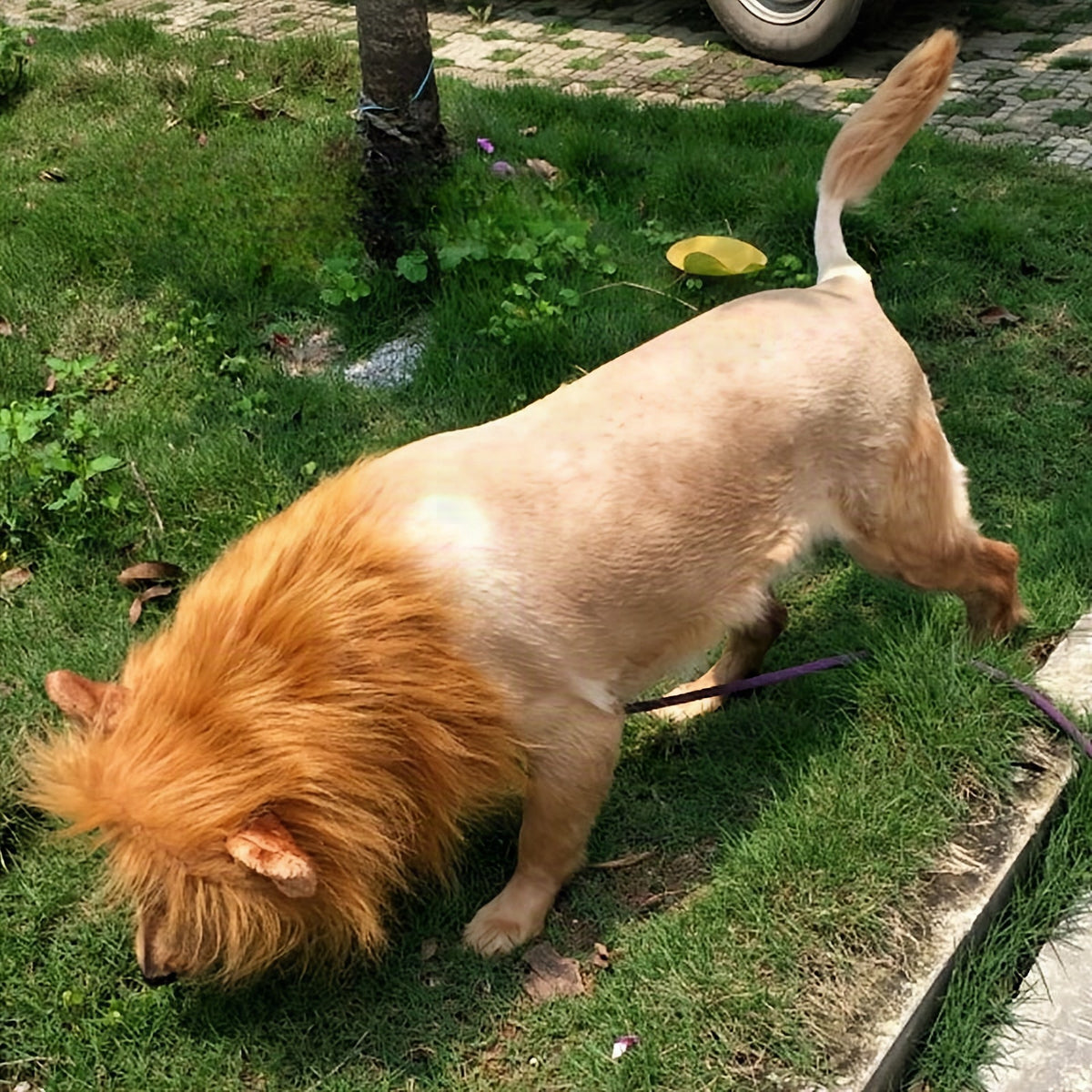 Melena de león realista para perros – Disfraz de Halloween ajustable y ligero