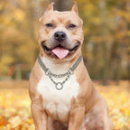 Cadena de adiestramiento de acero inoxidable para perros grandes