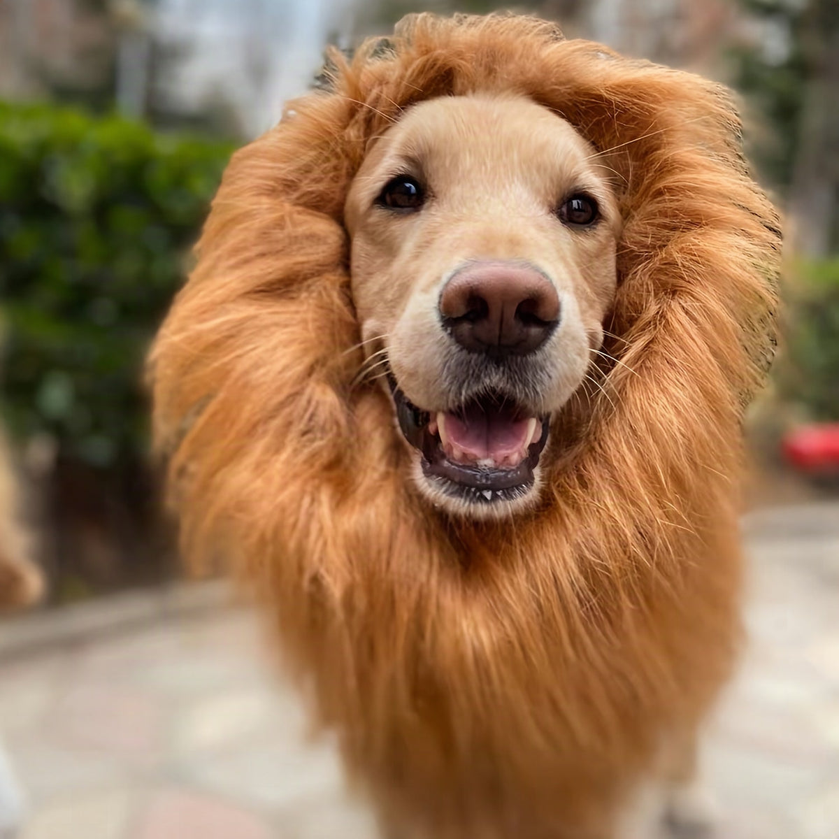 Melena de león realista para perros – Disfraz de Halloween ajustable y ligero
