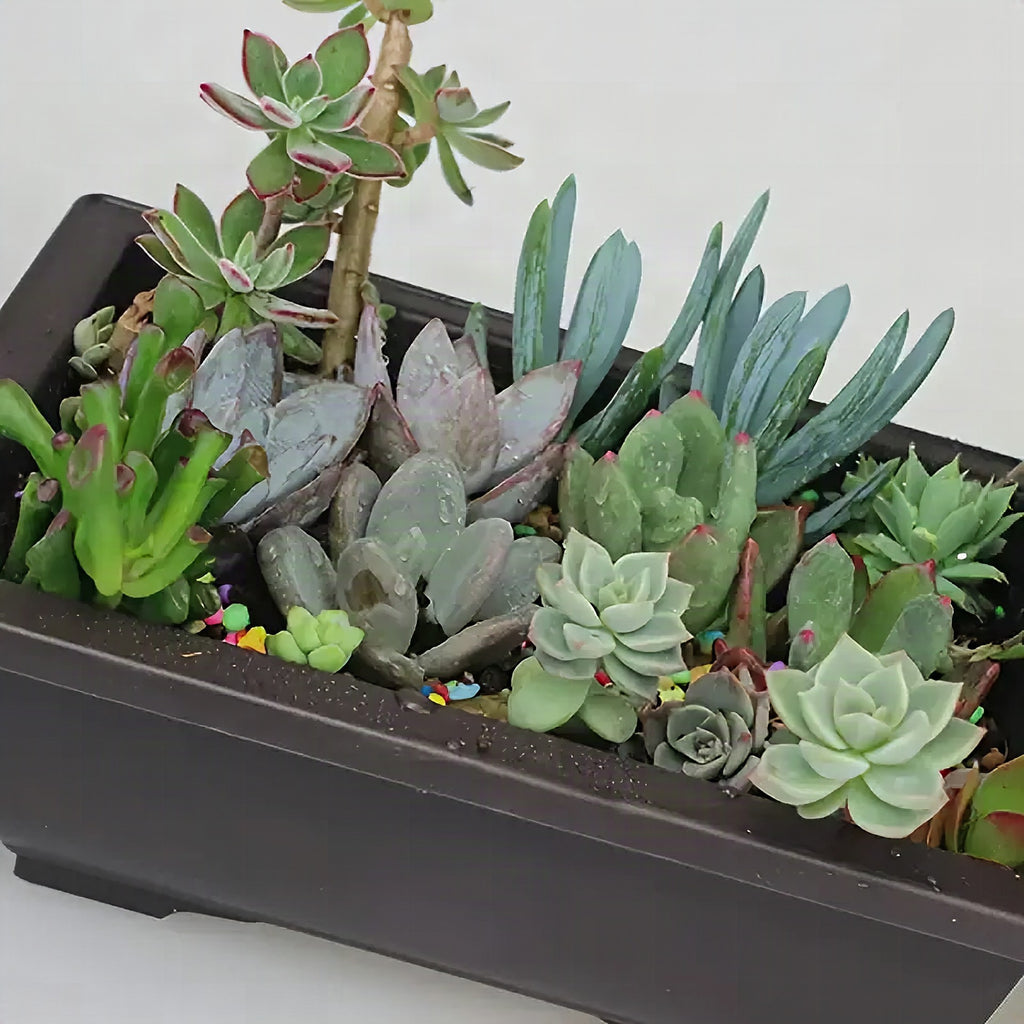 Maceta rectangular con plato para jardín y balcón
