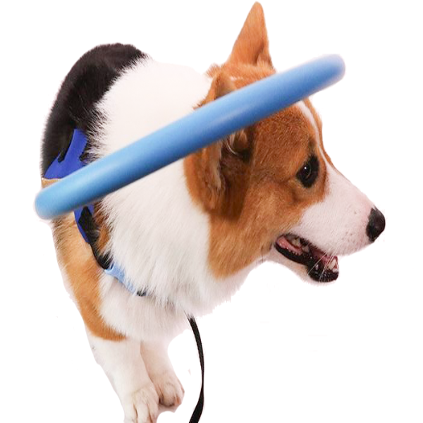 Arnés con collar protector y ayuda de movilidad para perros ciegos