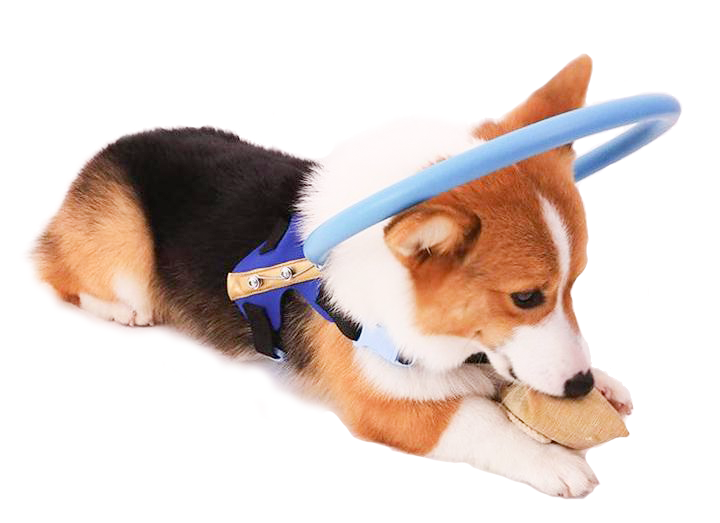 Arnés con collar protector y ayuda de movilidad para perros ciegos