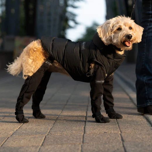 Botas impermeables para perro — Protección para nieve, senderismo y actividades al aire libre