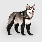 Botas impermeables para perro — Protección para nieve, senderismo y actividades al aire libre
