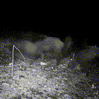 Cámara de fototrampeo para exteriores con visión nocturna