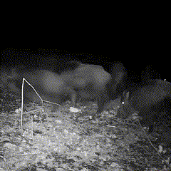 Cámara de fototrampeo para exteriores con visión nocturna