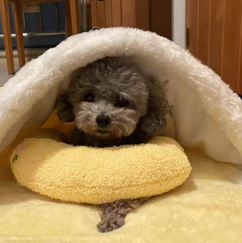 Cojín confortable para perros CalmNest