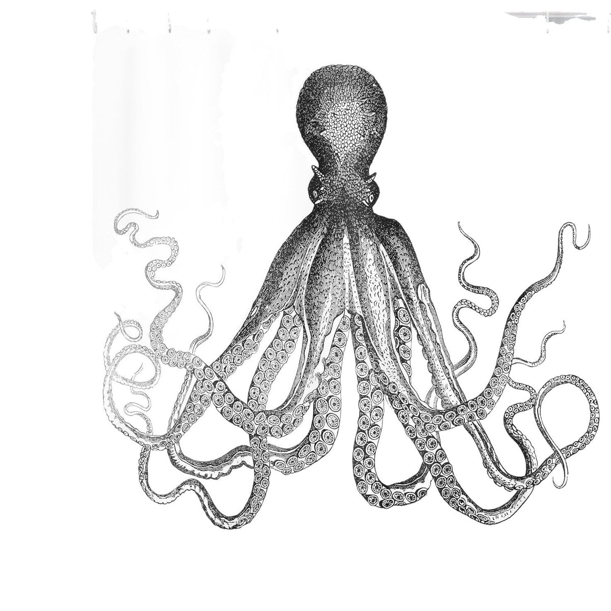 Cortina de ducha con diseño de temática oceánica