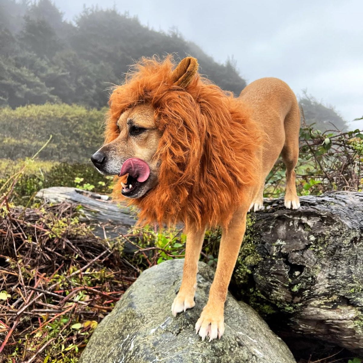Disfraz de melena de león para perros en Halloween, melena de león de peluche con orejas para perros medianos y grandes,