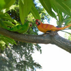 Figura decorativa loro tropical en árbol de resina