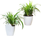 Maceta colgante de pared con autorriego – Sistema de riego automático para plantas