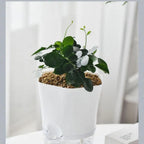 Maceta con depósito de agua – Maceta autorregante para plantas de interior