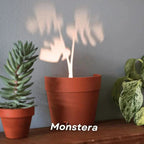 Maceta con proyección de luz y 7 siluetas de plantas para decoración de pared