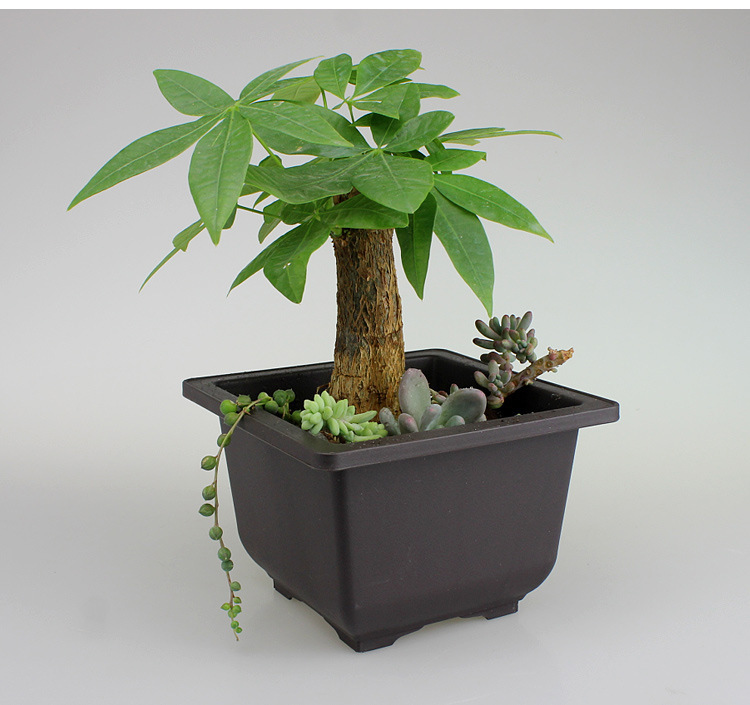 Maceta rectangular con plato para jardín y balcón