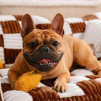 Sofá cama ortopédico para perros King's Chillout